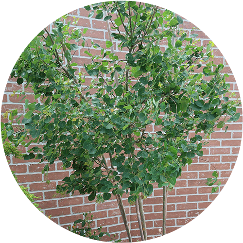 Prairie Gold Aspen Tree Clump.